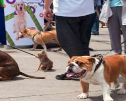 The parks are pet-friendly and you can easily walk your dog The parks are pet-friendly and you can easily walk your dog.
